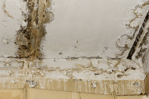 Best Comprehensive Air Testing for Mold Contaminants  in Lindon, UT