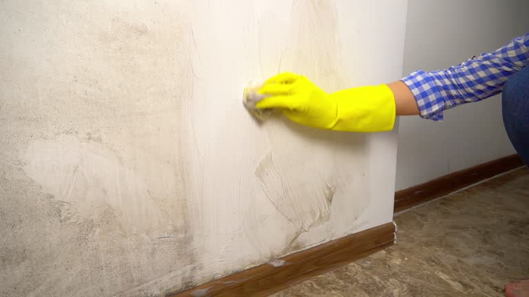 Best Attic Mold Removal  in Lindon, UT